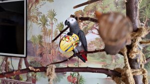 ✅ ЧЕМ ЗАНЯТЬ ПОПУГАЯ, ЧТОБЫ НЕ ГРЫЗ МЕБЕЛЬ? ОДИН ДЕНЬ ИЗ ЖИЗНИ ГОВОРЯЩЕГО ПОПУГАЯ   ЖАКО ПЕТРУНЯ