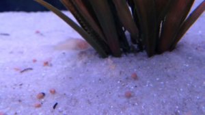 My Very Young Albino Corys (Corydoras) Catfish