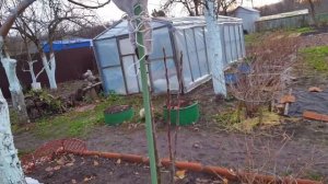 Чем Укрыть Колоновидную Яблоню Зимой. Уход зимой. Обязательные мероприятия.