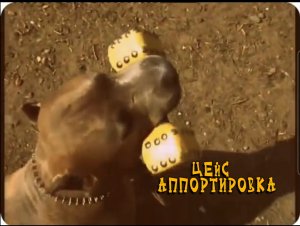 Аппортировка
Ам.стаф.терьер. Цейс