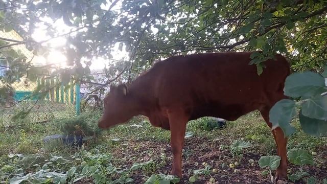 КОМУ ТЕЛЁНКА БЕСПЛАТНО...В ХОРОШИЕ РУКУ ОТДАМ..СРЕДНИЕ КАРАМАЛЫ смотреть онлайн