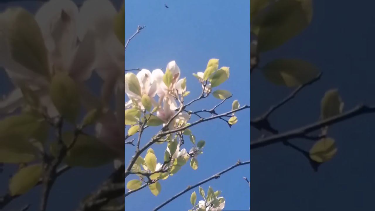 На стихи "Надеяться, Верить, Любить Вопреки" напела музыку=мне её подобрали в аккордах. Вот черновик смотреть онлайн