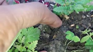 how to grow verbena plant from cutting || #verbena plant #flowerplant