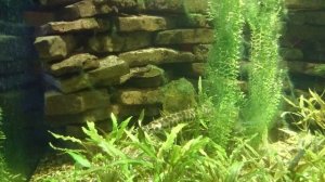 Панцирная щука