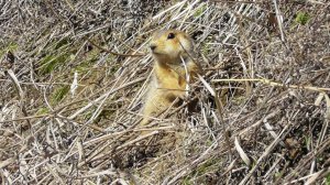 Большой суслик. (Spermophilus major)