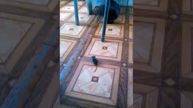 Живая игрушка для кота:_: смотреть онлайн