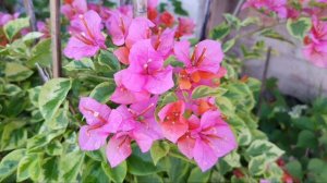 Verigated Bougainvillea Blooming in Monsoon, ID# Rainbow Verigated.