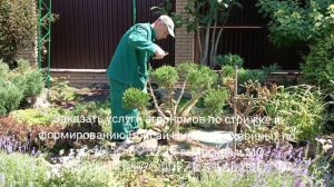 Заказать услуги агрономов по обрезке и формированию Бонсай Ниваки из хвойных по т. 84956695223