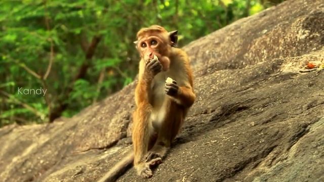 Yoga тур: Шри Ланка с Анной Селезнёвой