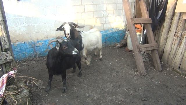 Любовь камерунских коз. Продолжаем покрытие и ждем весенних окотов