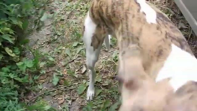 Уиппет собирает ергу  Часть 1 смотреть онлайн