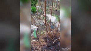 Весенняя обрезка Гортензии метельчатой Геркулес. Северо-запад