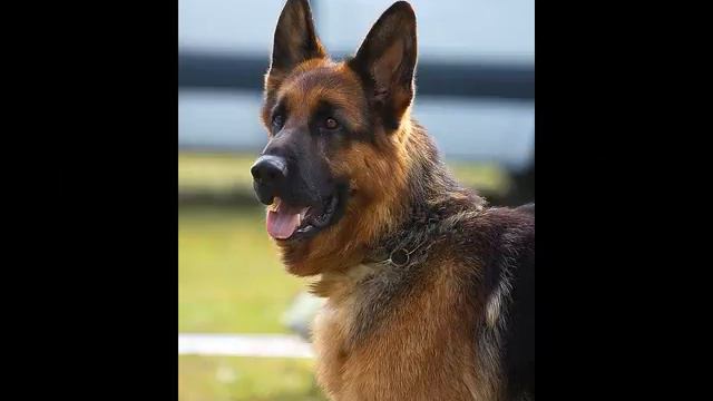 Иран! Иран! Иран!