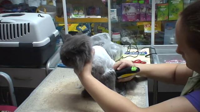 СТРИЖКА КОШКИ от начала до конца! / стрижка кошек