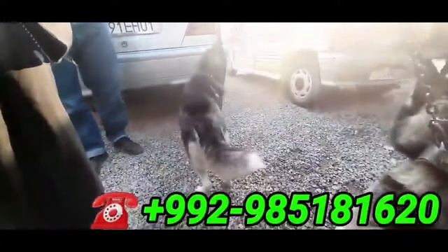 сагхои фуруши