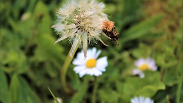 Не стремись ты друг к богатству мира/Автор Elena Krieger/ Фото Автора смотреть онлайн