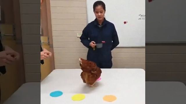 ? An interesting example of reinforcement learning, Using a chicken ??