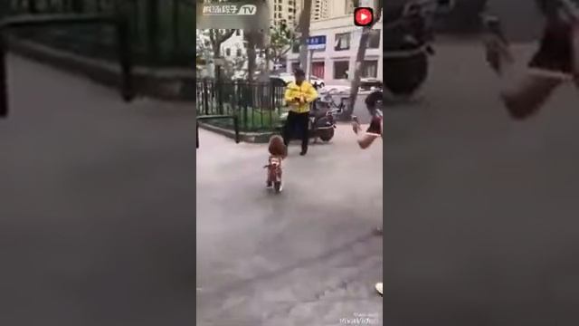 Собака которая умеет ходить на задних лапах смотреть онлайн