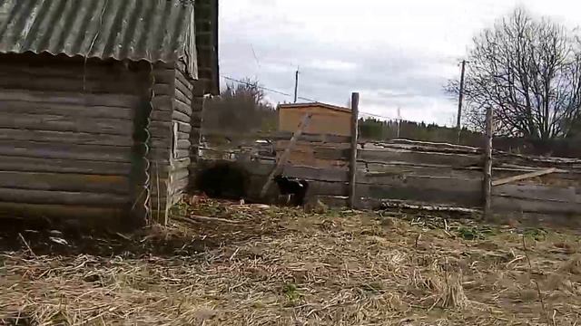 Чена. 11 месяцев