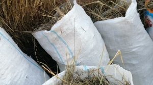 Клубника По Методу ПЗ Это Просто // Ягодный Огород Анастасии Липатовой