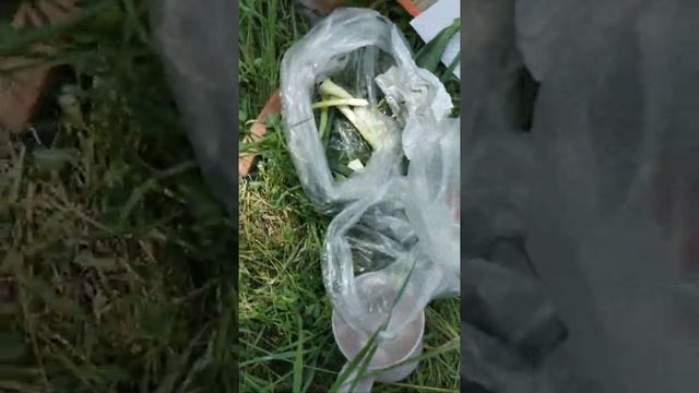 Красноярск, зелёная Роща, на берегу смотреть онлайн