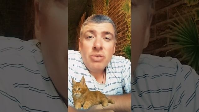 ꧁ Примета ꧂Если кошка трется об ваши ноги  ? Приметы про Кошек - Комиссаров Эдуард Михайлович