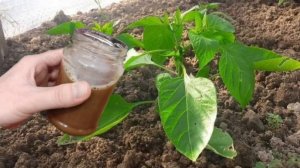 Важная подкормка сладкого перца после высадки, которая творит чудеса!