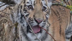 ТИГРЕНОК радуется первому снегу/TIGER Cub rejoices in the snow