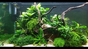 Посадка растений с Птички в вабикусы