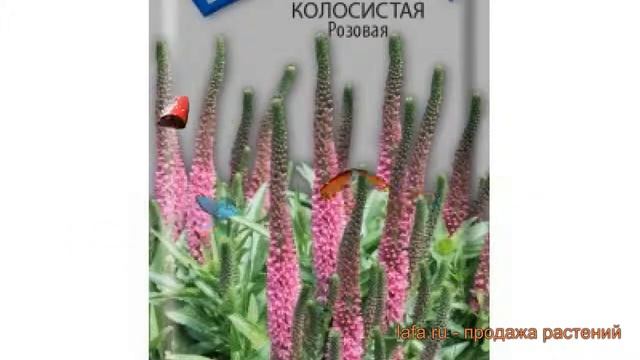 Вероника колосистая Розовая (rozovaya) ? вероника Розовая обзор: как сажать семена вероники Розовая смотреть онлайн