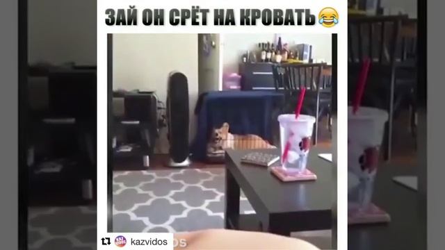 Ой, он срёт на кровать!! смотреть онлайн