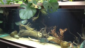 Арована (содержание)