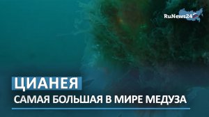 Самую большую в мире медузу впервые сняли в Морском заповеднике