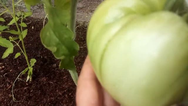 О кладоспориозе и немного о сортах смотреть онлайн