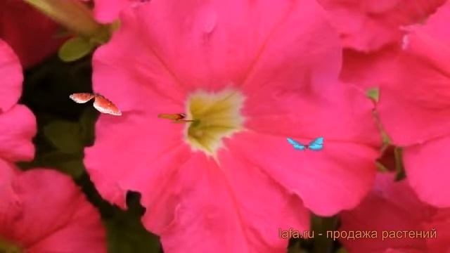 Петуния грандифлора Дримс Роуз (drims rouz) ? обзор: как сажать, семена петунии Дримс Роуз смотреть онлайн