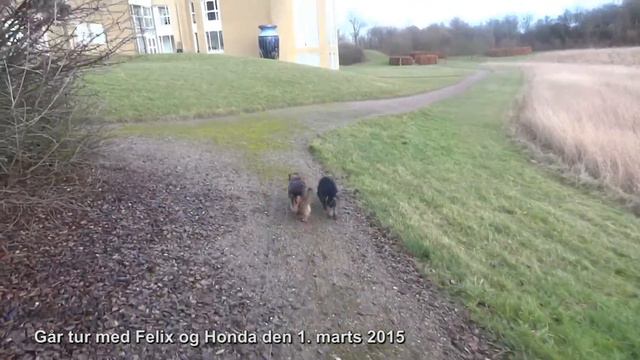 2015 Går tur med hundene Honda og Felix смотреть онлайн