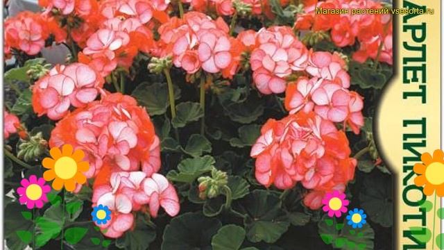 Пеларгония садовая Скарлет Пикоти. Краткий обзор, описание характеристик pelargonium Scarlet Picoti смотреть онлайн