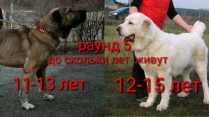 ??Гампр VS ??Алабай. армянский гампр?? против Турецкого Алабая ??!!!