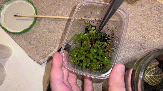 Первый блин комом! Или как я создавал мохариум!!!