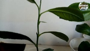 Лимон из косточки.Формировка кроны.Что делать если растет только одна ветка.Результат прищипки