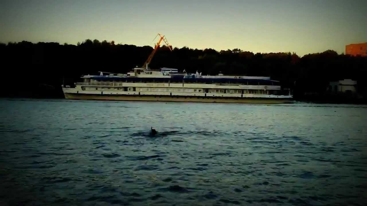 Dog swimming Собака плывёт смотреть онлайн