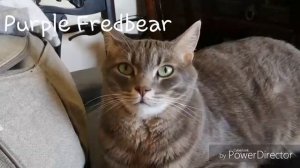 Кошки поют деспасито