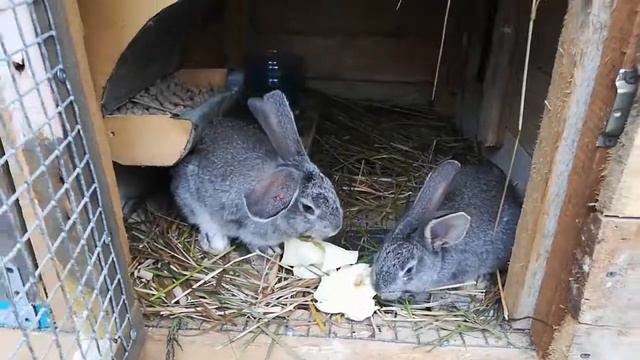 нежданчик для кроликов смотреть онлайн