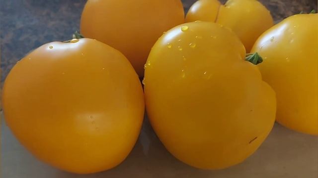 Томат Желтый Сибирский Гигант. смотреть онлайн