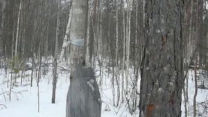 Ориентирование, лесохозяйственный столб