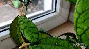 хойи крокодилы 🐊