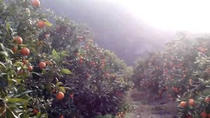 Райские аланийские апельсиновые сады