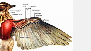 Как летают птицы?