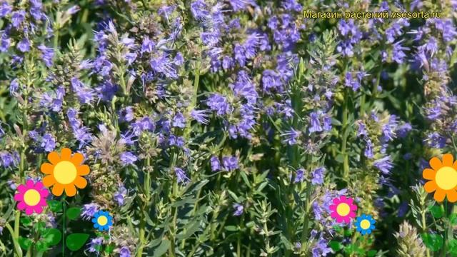 Иссоп лекарственный Кеаралес. Краткий обзор, описание характеристик hyssopus officinalis Caeruleus смотреть онлайн