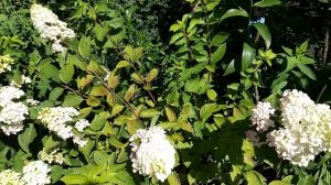 Розы. Песталоция обугленная. Магниевый и марганцевый хлороз. Недостаток калия.